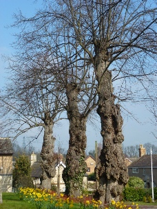 Bare trees in Ryhall churchyard. 
